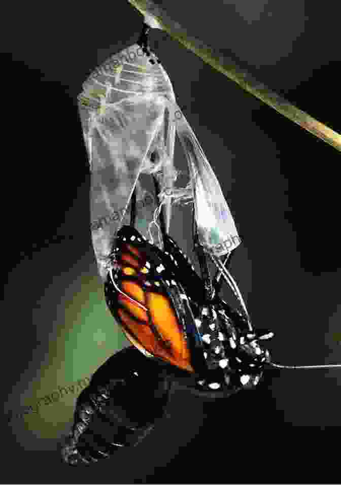 A Butterfly Emerging From Its Chrysalis Butterfly Haiku Jacquelyn Jaie Fourgerel