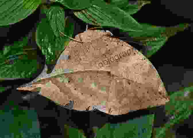 A Dead Butterfly Lying On A Leaf Butterfly Haiku Jacquelyn Jaie Fourgerel