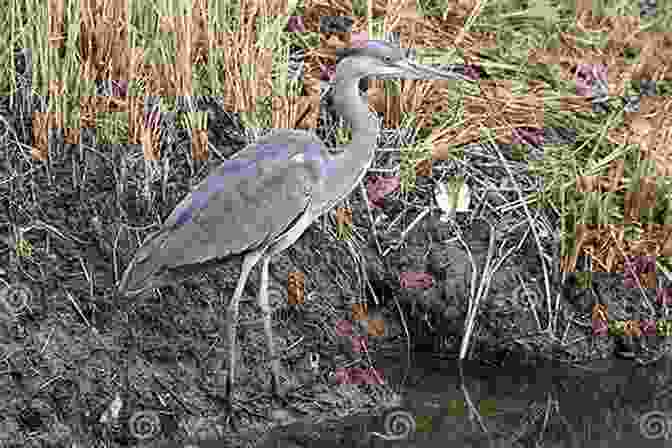 A Heron Standing Motionless By A Mountain Stream BEST HOOKED ON HAIKU OF ALL TIME