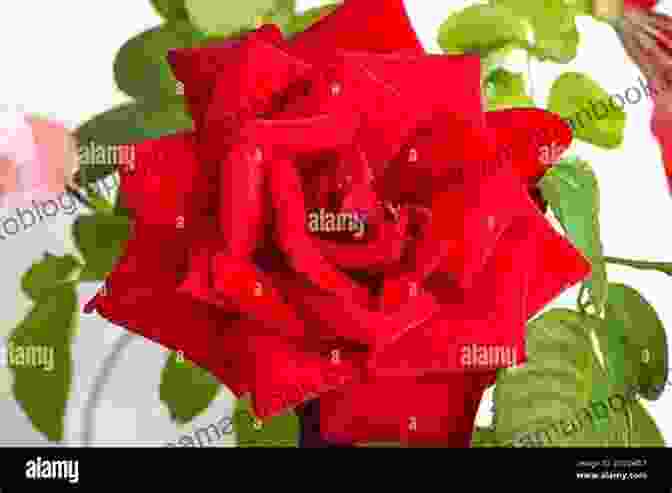 A Single Red Rose With Velvety Petals Nature S Bounty: A Chapbook Of Poems About Nature