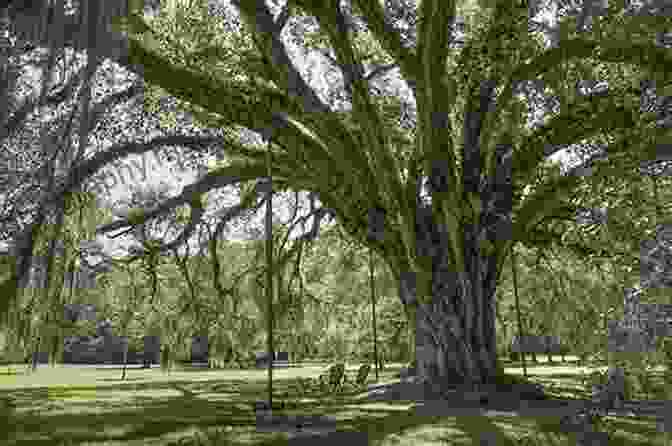 Campsite Nestled Beneath Towering Live Oak Trees In Ancient Oak Preview Ancient Oak: Preview