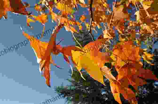 Colorful Autumn Leaves Dancing In The Wind BEST HOOKED ON HAIKU OF ALL TIME