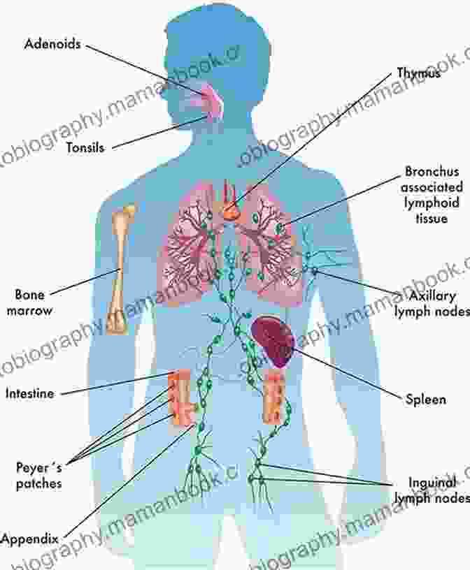 Diagram Of The Human Immune System, Depicting The Various Cells And Their Roles In Fighting Infection And Disease. Why We Get Sick: The Hidden Epidemic At The Root Of Most Chronic Disease And How To Fight It