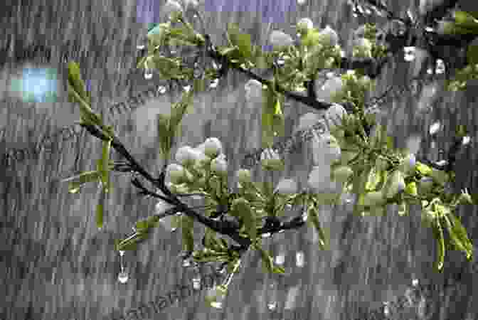 Gentle Spring Rain Falling On The Earth BEST HOOKED ON HAIKU OF ALL TIME