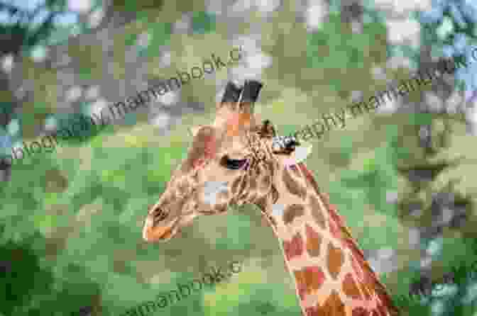 Jamie The Giraffe Stands Tall In The Savannah, His Long Neck Reaching Towards The Sky Jamie The Giraffe Learns To Dance